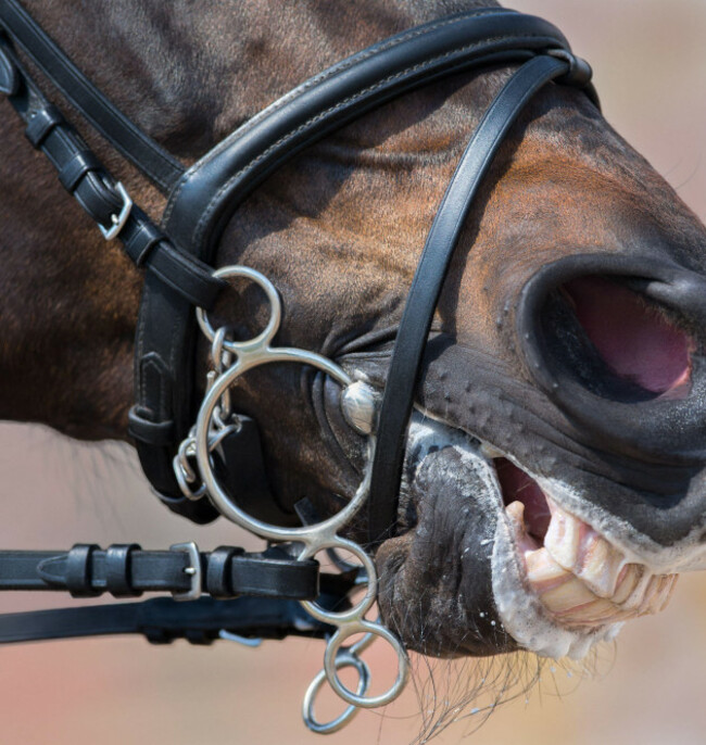 pelham-bridle-with-flash-noseband-on-head-of-brown-horse-close-up-sport-picture