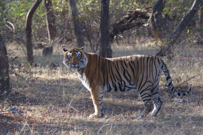 a-wild-male-highly-endangered-royal-bengal-tiger-standing-in-the-forests-of-ranthambore-rajasthan-north-india