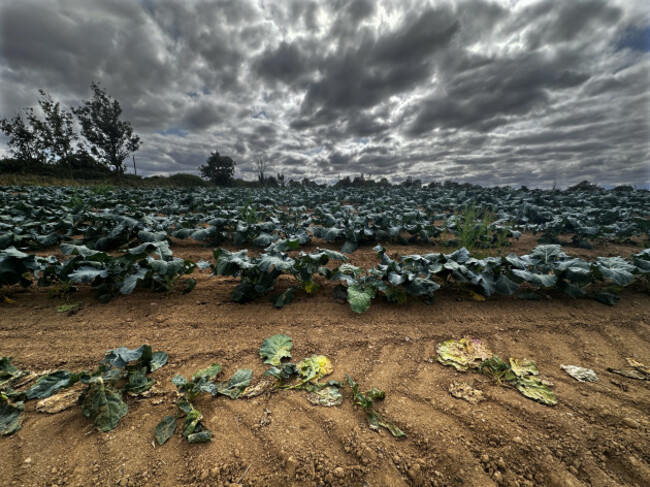 WAITING FOR RAIN_3164_90753517