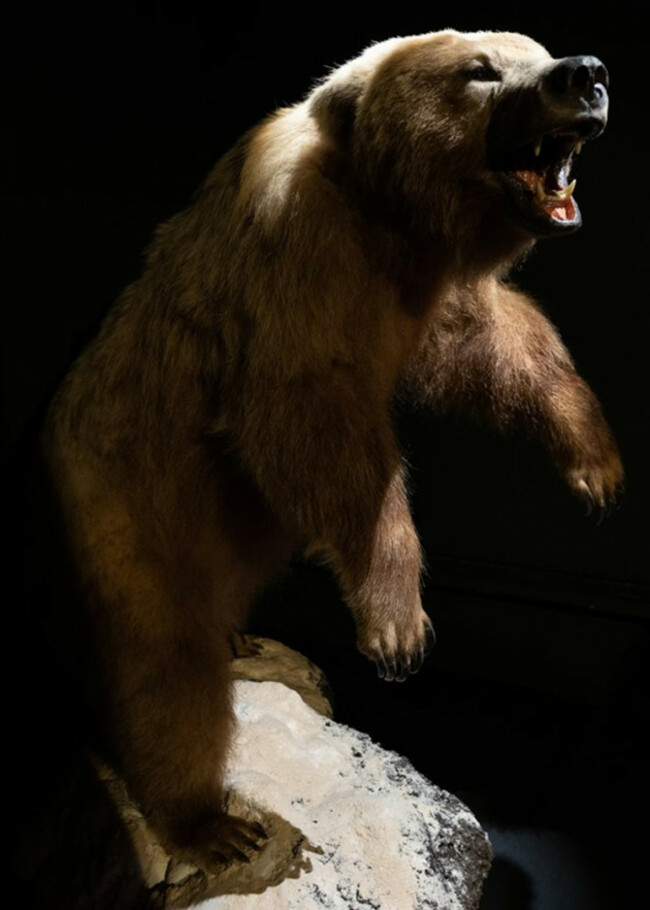 750_Brownbear-TurloughPark2