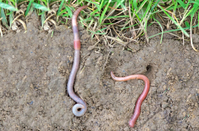 common-earthworm-lumbricus-terrestris-and-red-earthworm-lumbricus-rubellus-in-the-soil-of-a-meadow-germany