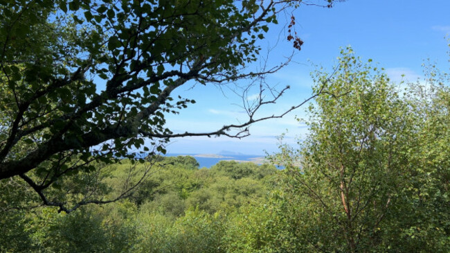 AIAR_Tree-Canopy (1)