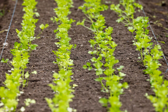 carrot-vegetables-growing-in-a-row-in-soil-with-green-leaves-above-ground-home-grown-organic-healthy-food-ireland