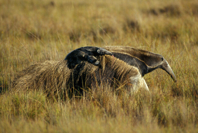 giant-anteater-myrmecophaga-tridactyla-mother-with-baby-on-back-serra-da-canastra-national-park-minas-gerais-brazil-wild-image-shot-2004-exact-date-unknown