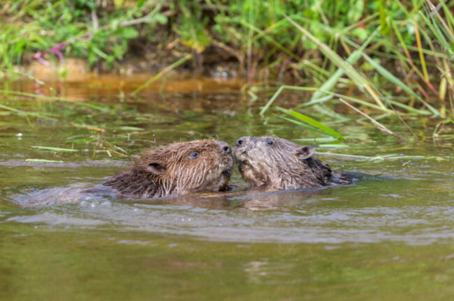 eurasian-beavers-castor-fiber-captive-in-breeding-programme-united-kingdom-europe