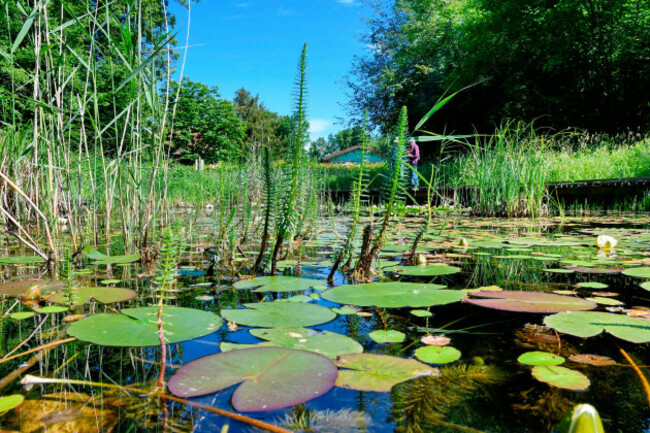 france-haut-rhin-petite-camargue-alsacienne-pond-water-lily-nymphaea-odorata