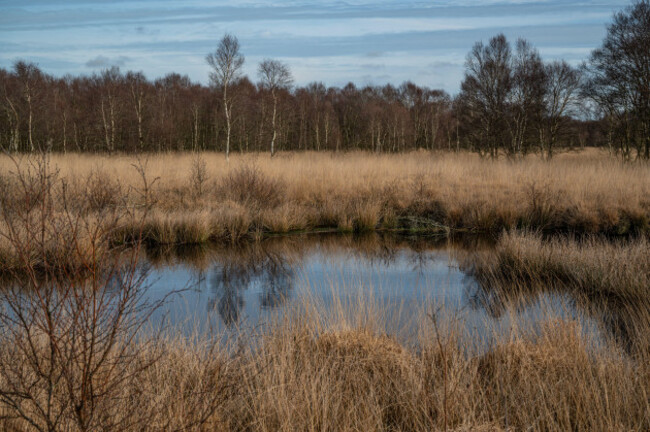 bog-landscape-of-high-moor-with-small-lake-and-birch-forest-in-background