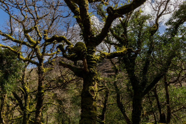 native-woodland-scenery-in-killarney-national-park-county-kerry-ireland