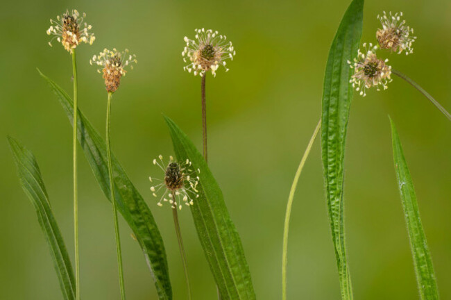 buckhorn-plantain-english-plantain-ribwort-plantain-rib-grass-ripple-grass-plantago-lanceolata-blooming-germany-bavaria