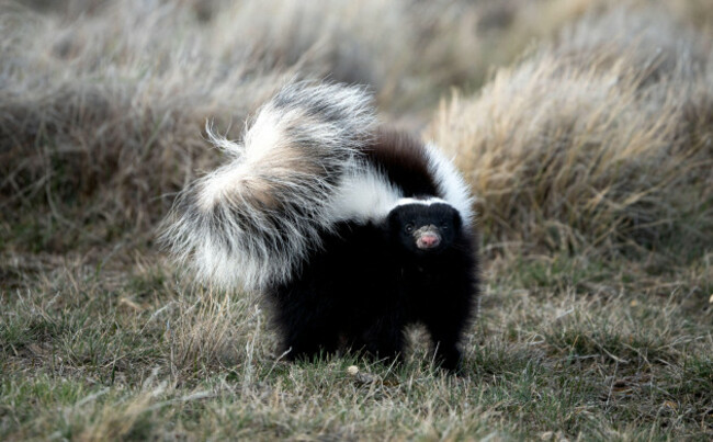 skunk-in-defensive-position-ready-to-attack