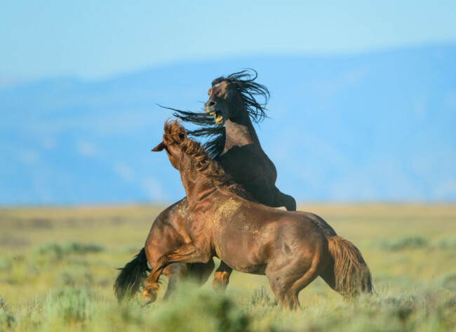 wild-horse-stallions-fighting-equus-ferus-western-us