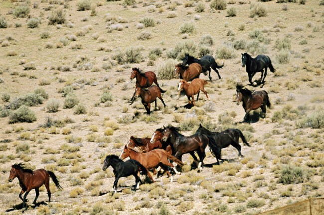 herd-of-wild-horses-gallops-across-the-dry-nevada-range-chased-by-a-helicopter-during-a-bureau-of-land-management-roundup-mustang-herds-are-federa