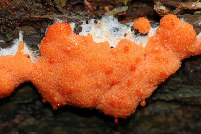 raspberry-slime-mould-tubifera-ferruginosa