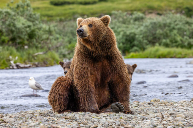 alaska-brown-bear-mother-and-cubs-in-moraine-creek-at-katmai-national-park-and-preserve-alaska