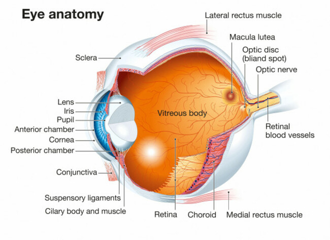 anatomical-accurate-human-eye-anatomy-labeled
