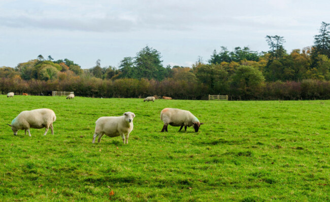 sheep-grazing-in-a-field-with-nearest-on-looking-directly-at-the-camera