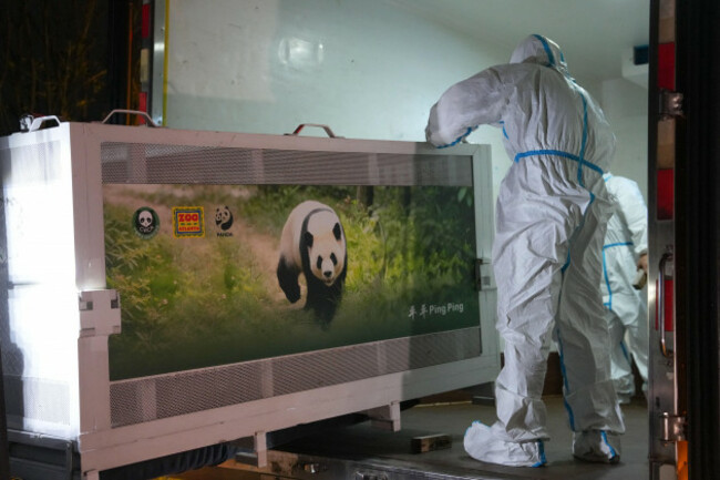 260927-chengdu-sept-27-2026-xinhua-staff-members-transfer-giant-panda-ping-ping-at-the-chengdu-research-base-of-giant-panda-breeding-in-chengdu-southwest-chinas-sichuan-province-sept