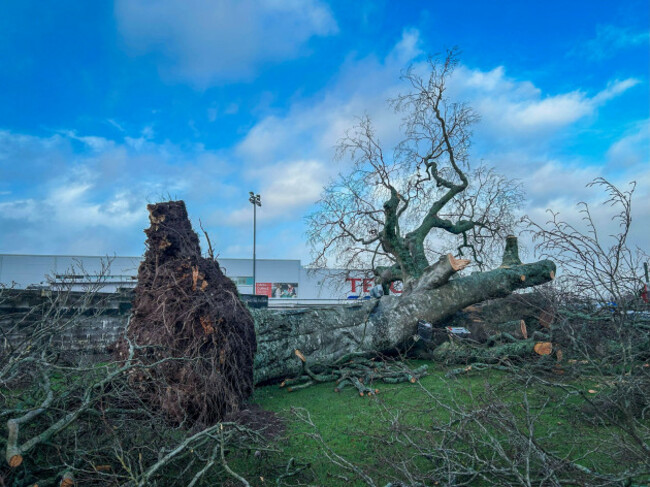 january-26-2025-cork-ireland-fallen-100-year-old-copper-beech-tree-at-wilton-shopping-centre-cork-after-storm-eowyn