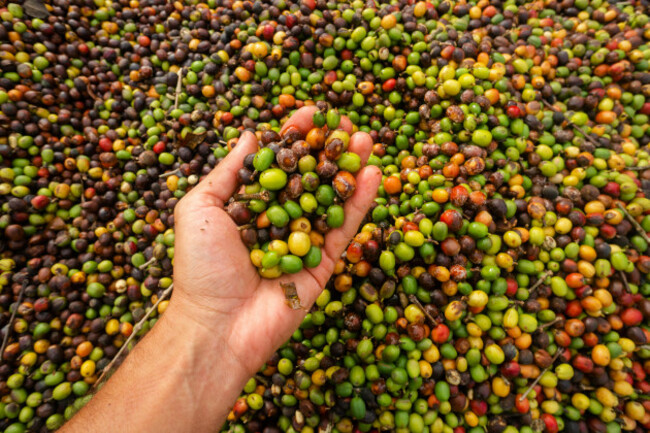 coffee-grains-drying-on-a-brazilian-farm