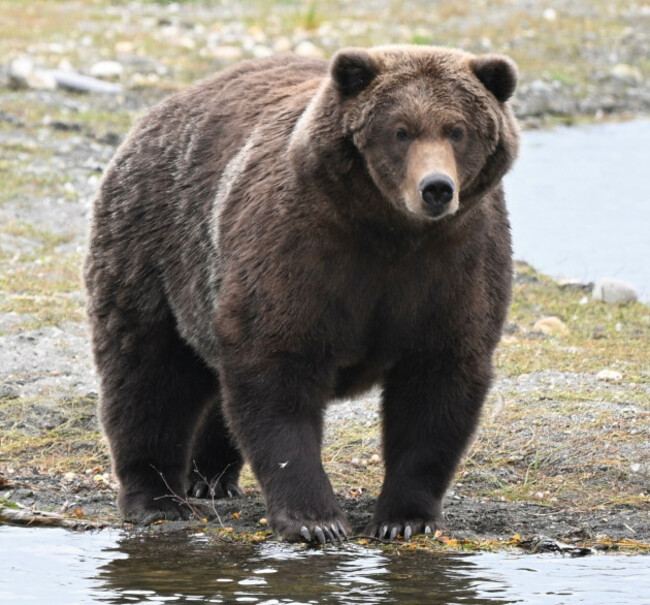 alaska-fat-bear-week