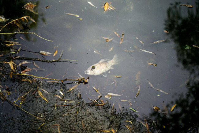 dead-fish-and-dead-branches-with-fallen-leaves-floating-on-the-surface-of-a-pond