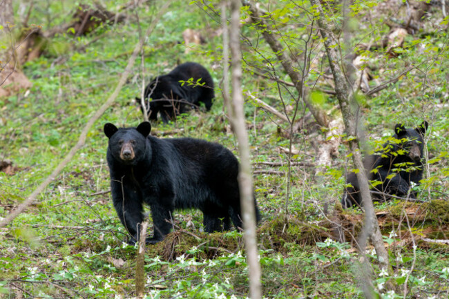 black-bear-ursus-americanus-great-smoky-mountains-national-park-spring-tn-usa-by-dominique-brauddembinsky-photo-assoc