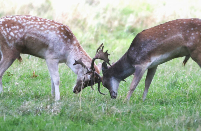 Deer rutting-4_90756437