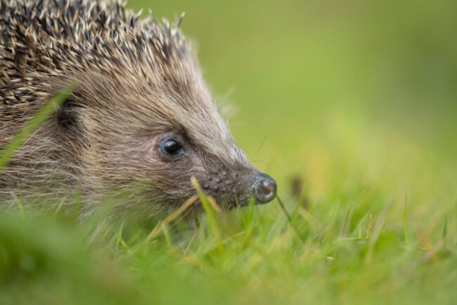 european-hedgehog-erinaceus-europaeus-adult-animal-on-a-garden-grass-lawn-england-united-kingdom