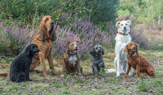 six-dogs-sitting-in-the-countryside