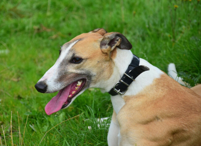 portrait-of-a-brown-irish-greyhound-with-a-black-collar