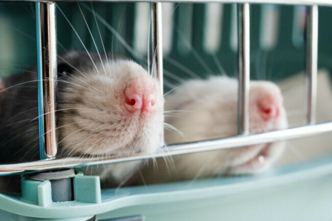 two-cute-gray-curious-pet-rats-sitting-in-the-carrier-box-showing-nose-and-teeth