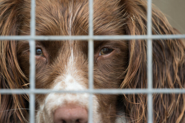 springer-spaniel-working-dog-looks-out-of-its-kennel-swansea-uk-21st-july-2016