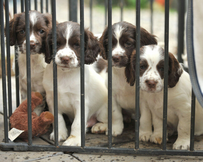 litter-of-springer-spaniel-puppies