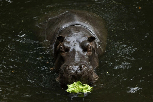 Imani_the_Hippo_1-jpeg-2