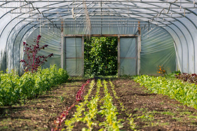 rows-of-mixed-salad-crops-and-colourful-chard-grow-inside-a-sunlit-polytunnel-on-an-organic-farm-with-light-flooding-through-the-open-door