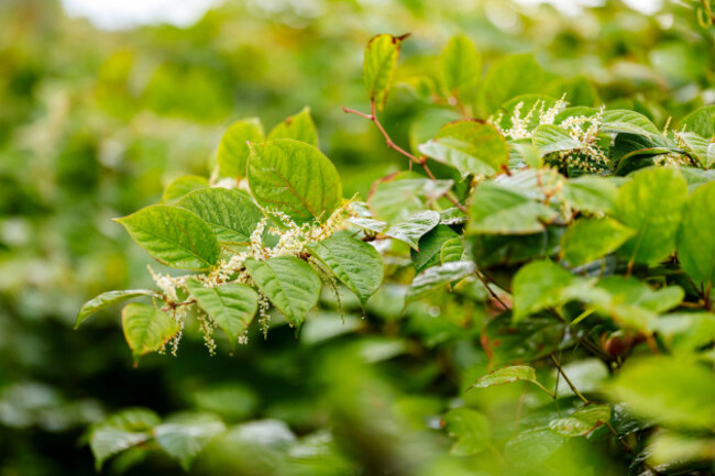 production-09-september-2026-schleswig-holstein-flensburg-japanese-knotweed-plants-grow-along-the-shore-of-the-flensburg-fjord-photo-frank-molterdpa