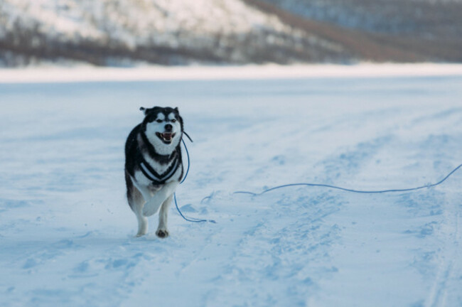 running-dog-on-frozen-lake-with-mountains-on-frozen-lake-with-mo