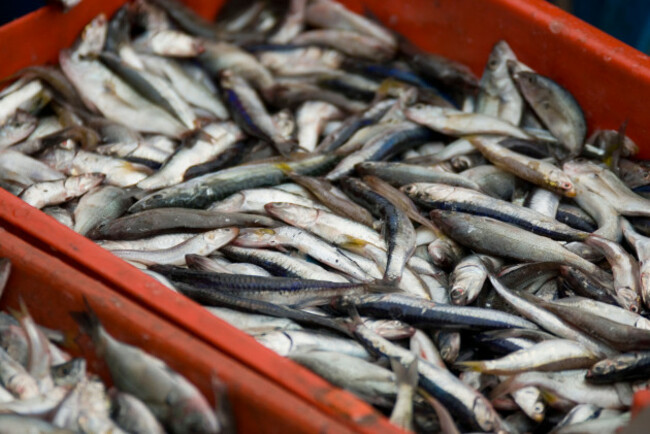 peruvian-anchoveta-engraulis-ringens-anchovy-family-engraulidae