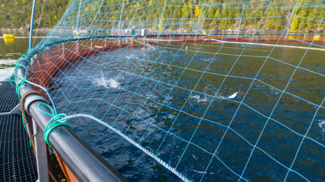 view-of-salmon-jumping-in-a-circular-aquaculture-net-pen-at-a-fish-farm-in-the-fjord-more-og-romsdal-norway