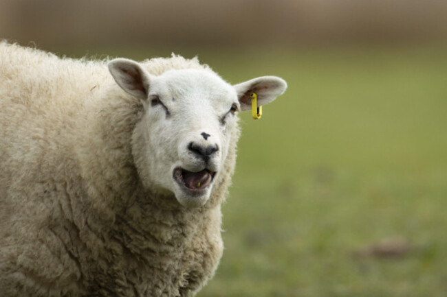 domestic-sheep-ovis-aries-adult-ewe-farm-animal-in-a-grass-field-in-spring-england-united-kingdom