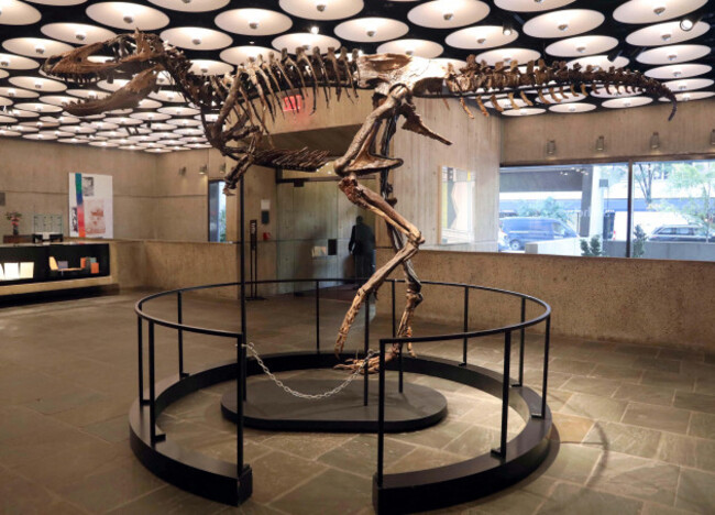 new-york-new-york-usa-13th-oct-2026-the-mounted-skeleton-of-jodi-a-rare-nanotyrannus-dinosaur-stands-on-public-display-at-sothebys-new-york-inside-the-breuer-building-one-of-only-three-kno