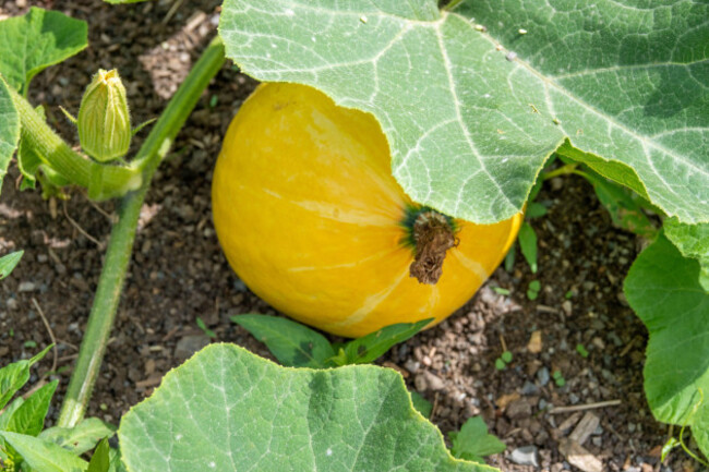 large-yellow-pumpkin-ripening-in-the-autumn-sunshine-ready-for-halloween