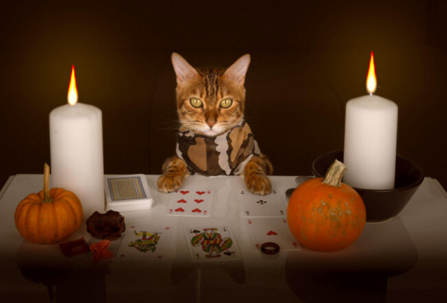 the-fortune-tellers-cat-lays-out-cards-by-candlelight-divination-for-halloween