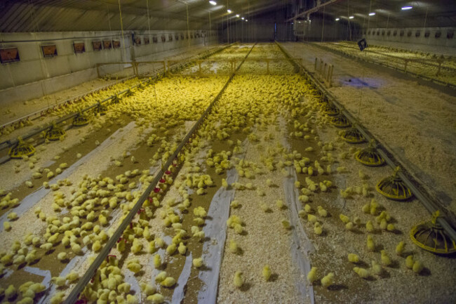 chicken-farming-one-day-old-ross-308-broiler-chicks-automatic-drinkers-feeders-in-poultry-unit-lancashire-england-november