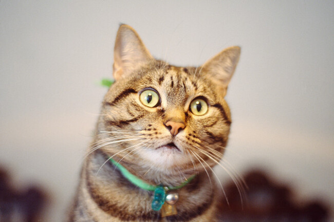 tabby-cat-looking-up-watchfully
