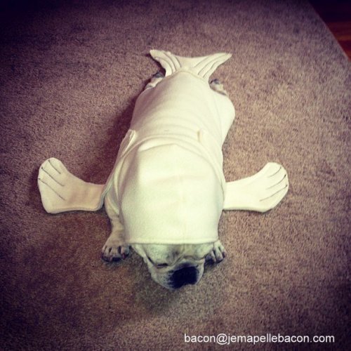 This dog isn't sure about being dressed as a seal (pics and video)