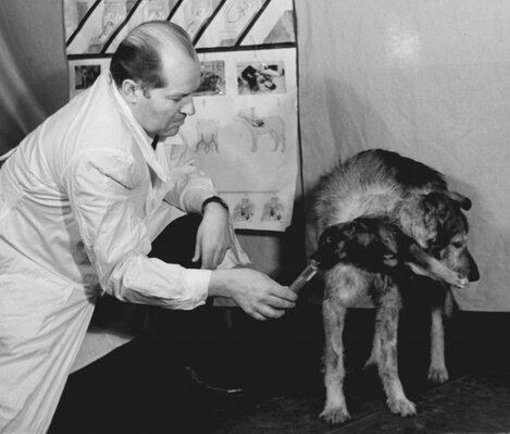 The last dog head transplant performed by Vladimir Demikhov on