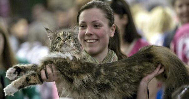 IN PICTURES: a real-life cat beauty contest · The Daily Edge