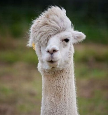 alpaca face taylor lautner