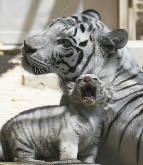 newborn baby white tigers